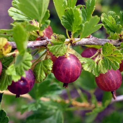 Крыжовник красный Хиннонмаки Ред